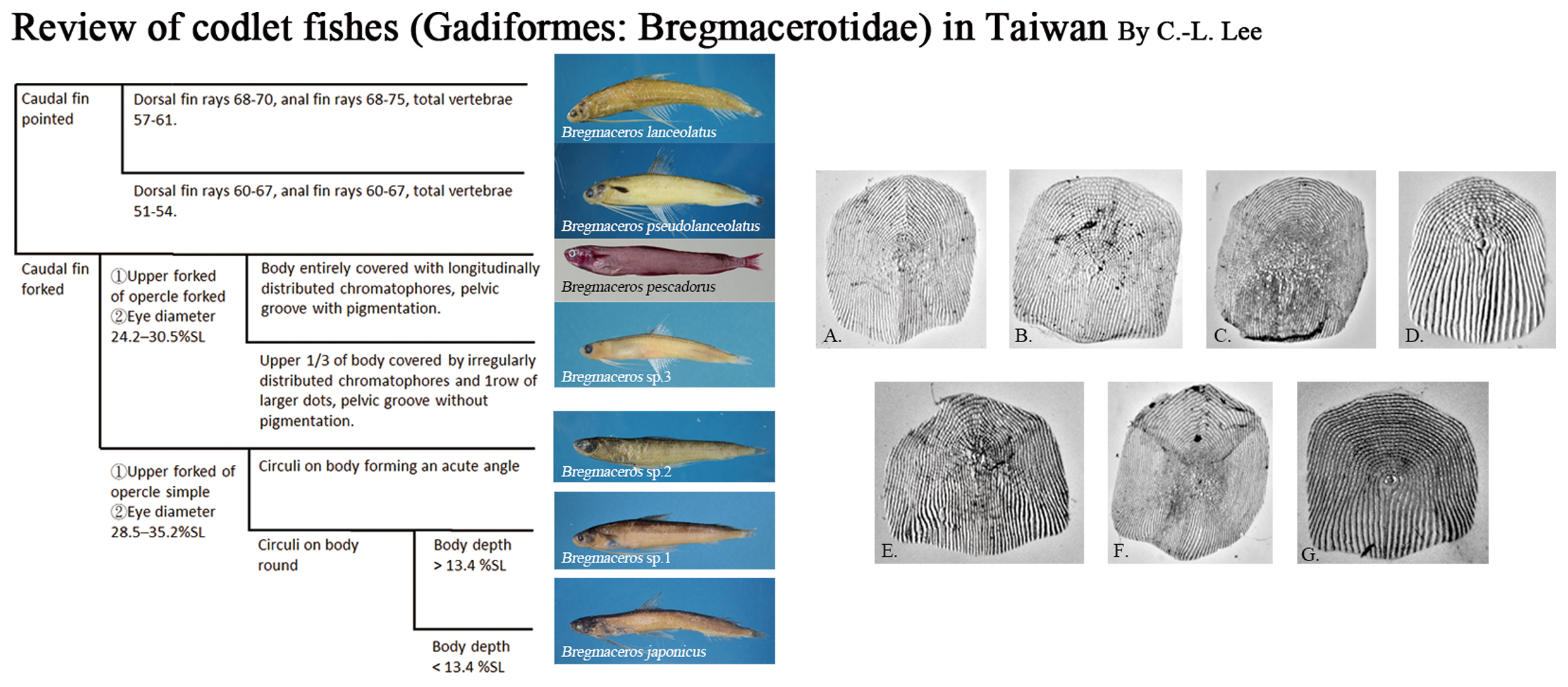 海洋生物多樣性